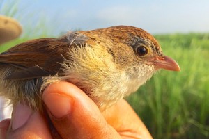 Jerdon s Babbler Myanmar Tizard 1