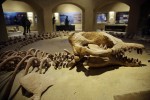 The largest intact Basulosaurus isis whale fossil, which is on display at the Wati El Hitan Fossils and Climate Change Museum, on the opening day, in the Fayoum oasis, Egypt, Thursday, Jan. 14, 2016. Egypt has cut the ribbon on the Middle Easts first fossil museum housing the world's largest intact skeleton of a "walking whale" in an attempt to attract much-needed tourists driven off by recent militant attacks. (AP Photo/Thomas Hartwell)