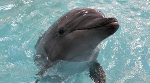 dolphin