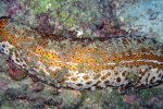 Sea Cucumber တစ္ေကာင္၏ ရန္ေရွာင္နည္း