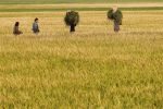 Women carry grass to feed their oxen as they walk through a rice field in Naypyitaw April 24, 2012. REUTERS/Soe Zeya Tun (MYANMAR - Tags: AGRICULTURE SOCIETY) - RTR315RN