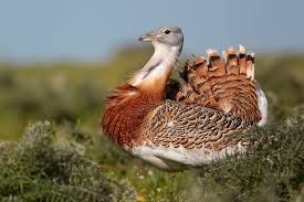 Great Bustard ငွက္တုိ႔၏ က်န္းမာေရးဆုိင္ရာ အသိတရား