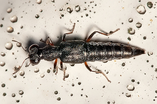 Rove Beetle ပုိးေကာင္တုိ႔၏ အရည္ ရူပေဗဒ ဗဟုသုတ